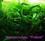 Microsorumsp