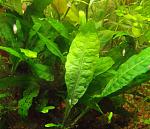 Microsorum pteropus