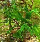 Microsorum Windelov