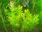    / Rotala macrandra "Green"