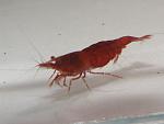 RedSacura4