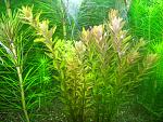      (Rotala rotundifolia...