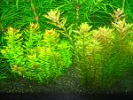    / Rotala macrandra "Green" 
     (Rotala rotundifolia...