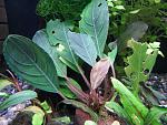 Bucephalandra sp. Achilles Green