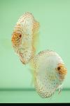 discus01