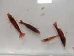 RedSacura2