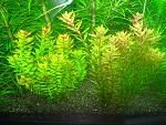    / Rotala macrandra "Green" 
     (Rotala rotundifolia...