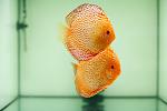 discus02