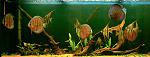 vasca discus amazzonia1