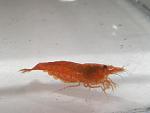 OrangeSacura1