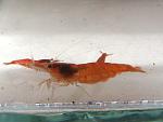 OrangeSacura3