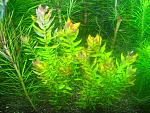    / Rotala macrandra "Green"