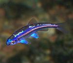 Notropis%20Chrosomus%20Rainbow%20Shiner%20Regenbogen%20Elritze%20www wp 3d%20(1 1 1)[1]