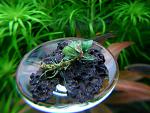 Bucephalandra sp. Lanjak Entimau