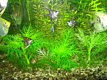 Hygrophila balsamica.