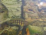 Julidochromis marlieri