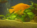 Neolamprologus leleupi
