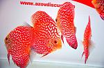 DSC0267