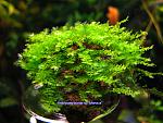 Amblystegiaceae sp."Manaus"