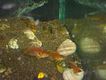 Lamprologus ocellatus "gold"
