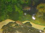 Lamprologus similis