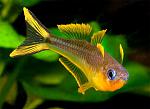 pseudomugil furcatus