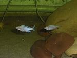 Ophthalmotilapia ventralis