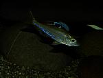Ectodus descampsi.
