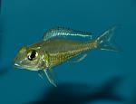 Callochromis pleurospilus Kigoma. 
 .
