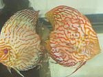 IMG 6963