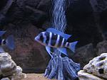 IMG 5963