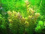      (Rotala rotundifolia...