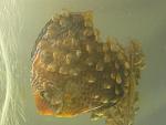 IMG 6988