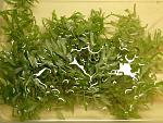 Pogostemon Broad Leaf