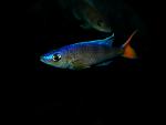Cyprichromis leptosoma "Utinta red til".