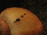 IMGA0152 
 ,  -    