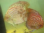 IMG 6951