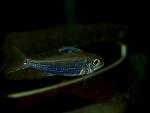 Ectodus descampsi.