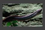 800px Lepidosiren paradoxa 0[1]