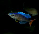 Cyprichromis leptosoma "Utinta red til".