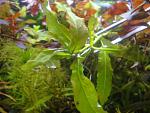 Hygrophila polisperma Big Leaf