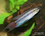 apistogramma uaupesi 1