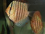 DSCN5799