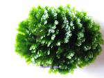 Fissidens sp. Mini