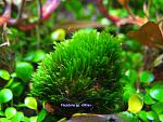 Fissidens sp. Mini