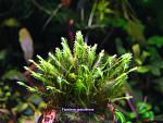 Fissidens grandifrons