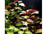 Ludwigia repens