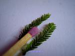 Fissidens grandifrons