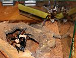 M.balfouri  02 TM