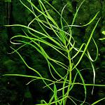 pogostemon stellatus octopus 001